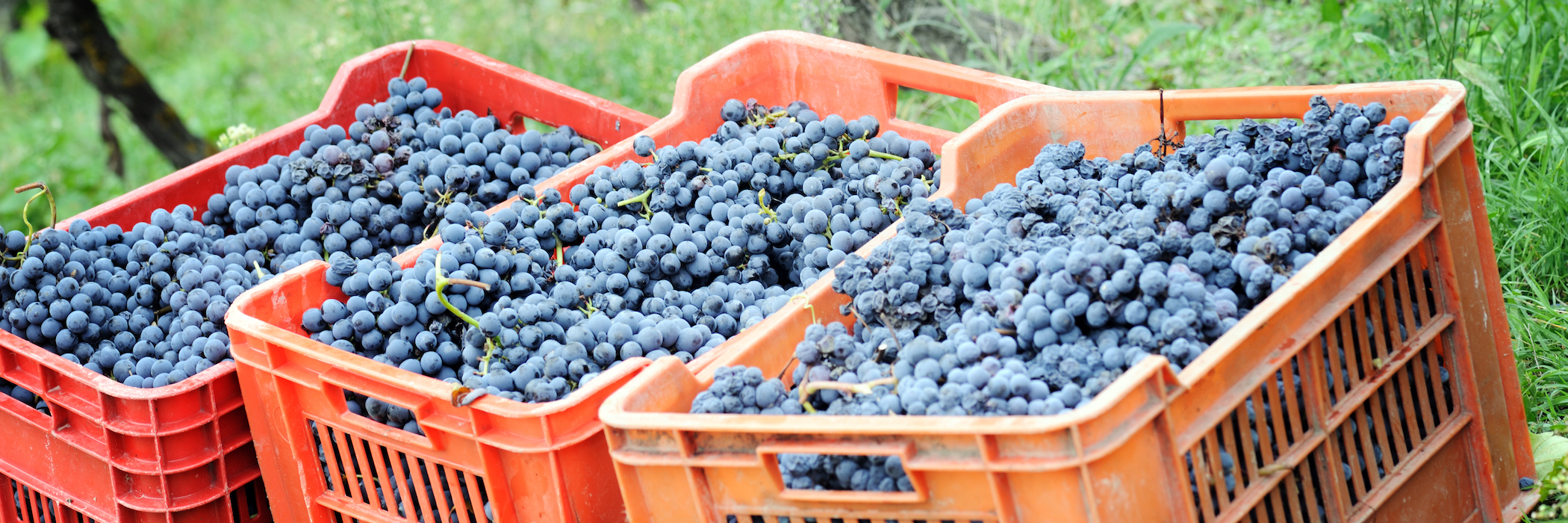 harvesting-grape-PZ2DLGZ